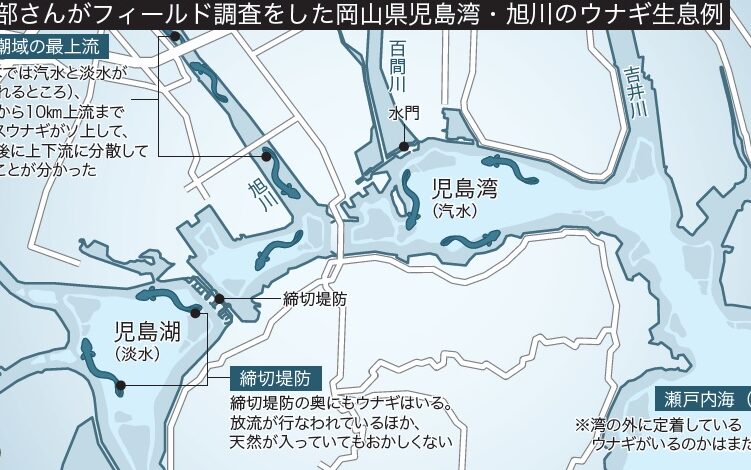 うなぎ 川の生息地と特徴について解説しま?