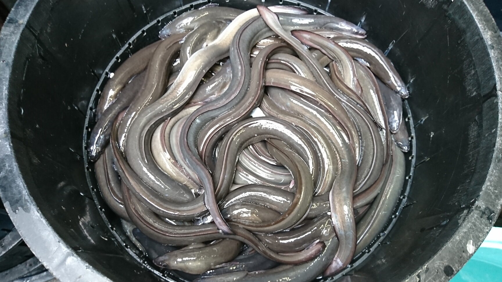 天然うなぎの生態と捕獲方法について解説しま?