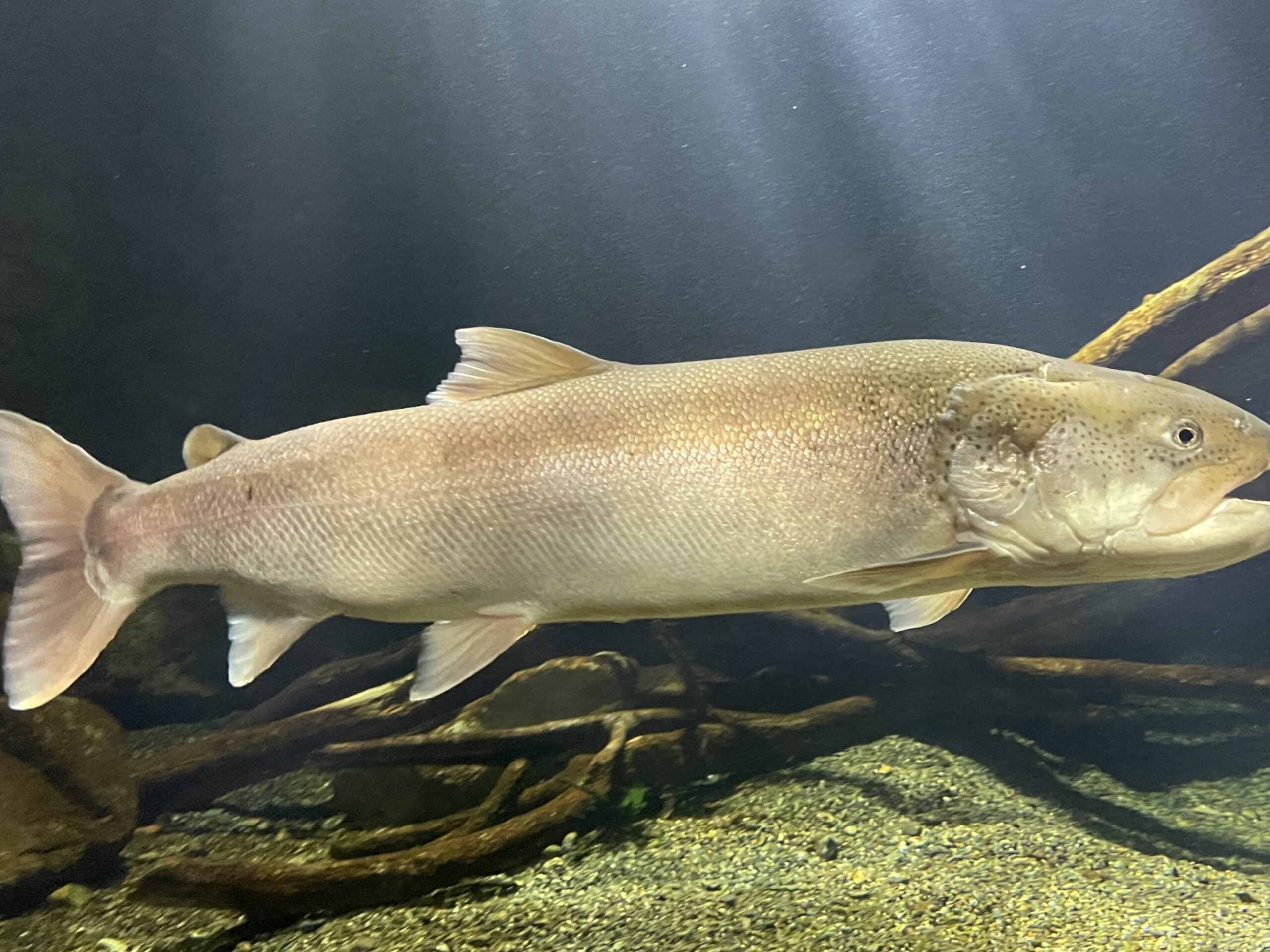 魚伊の歴史と特徴について詳しく解説